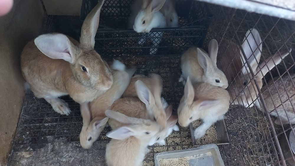 Iepuri , diferite vârste ( 13 luni, 5 luni , 4 luni, 2 luni)