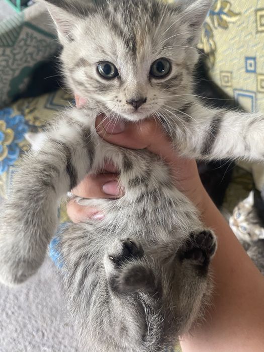 Одам котят бесплатно