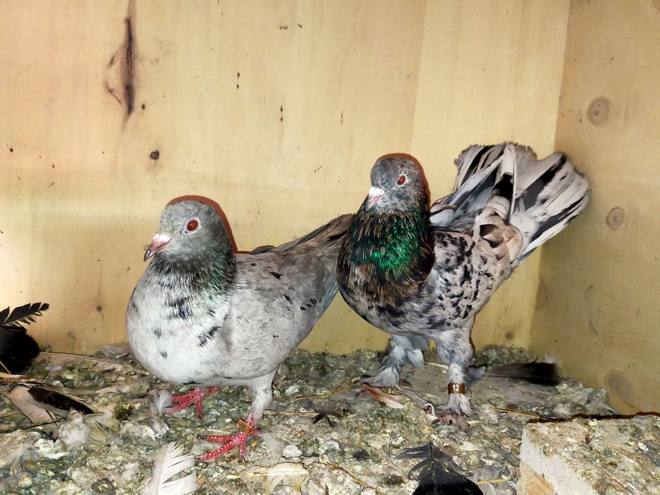Голуби мраморные  широкохвостые
