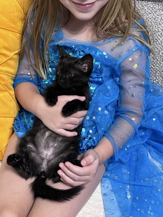 Котенок девочка