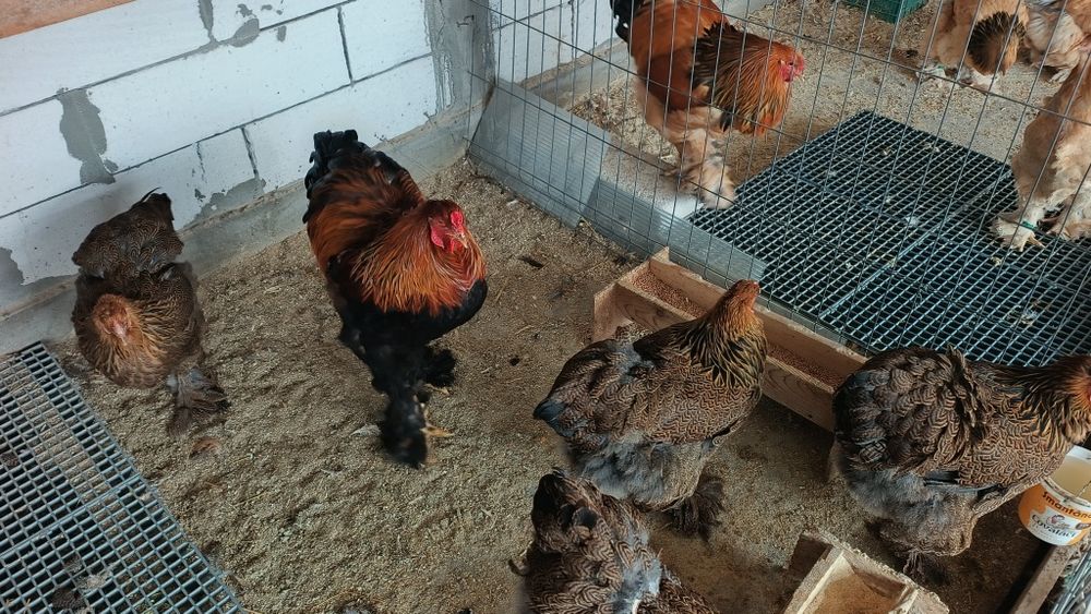 De vânzare găini brahma