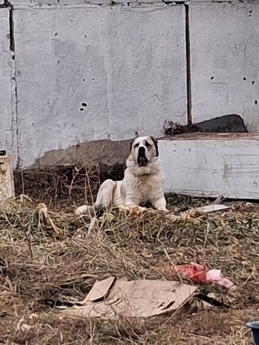 Алабай 5 лет ищет суку для вязки