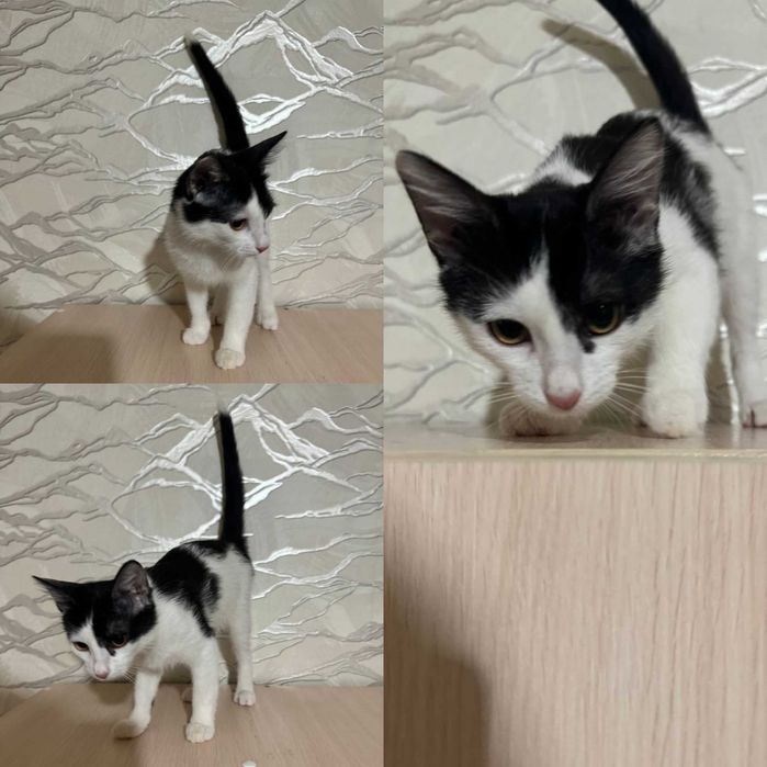 Котята в добрые руки.