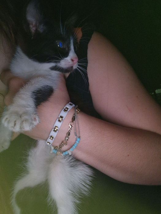 Мъжко коте на 2 месеца