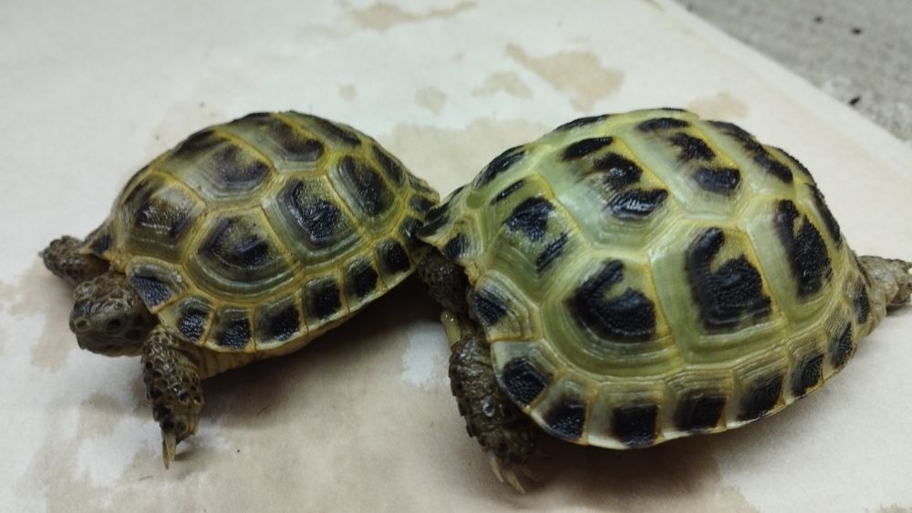 Продаются домашние здоровые , необыкновенно красивые черепашки .