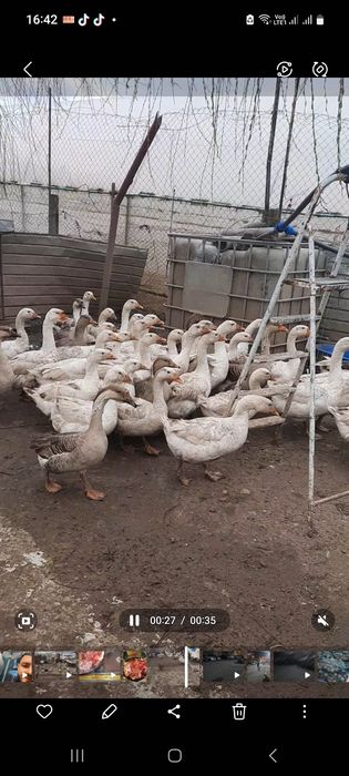 Vand Găste rasă  româneasca, ebden și chinezescă