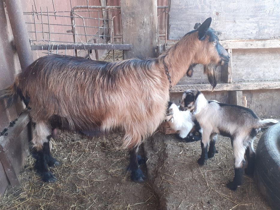 Capre alpin francez metis