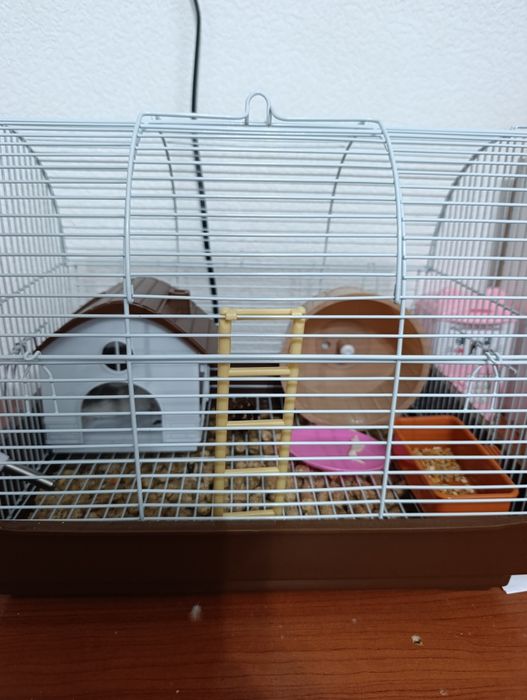 Пара хомячков продам