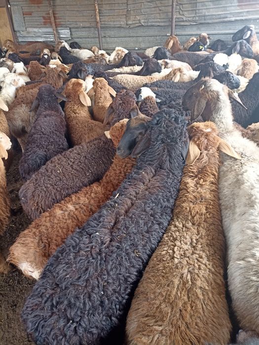 Бараны барашки баранов г.Алматы