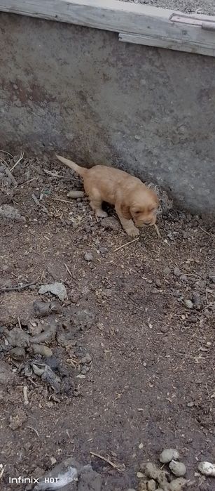 Spanel toza zot bolalari sptiladi