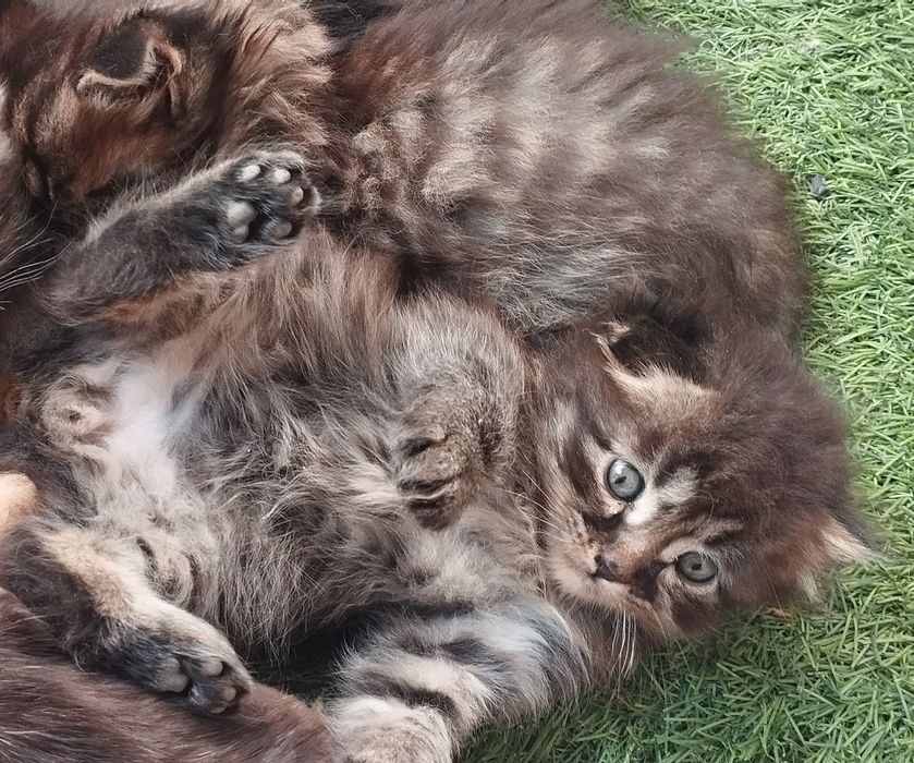 Продам котенков. Мальчик и девочка вислоухие порода