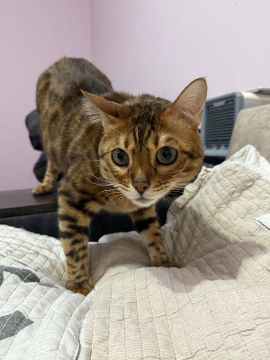 bengal muwuk ogilbola xadiyaga