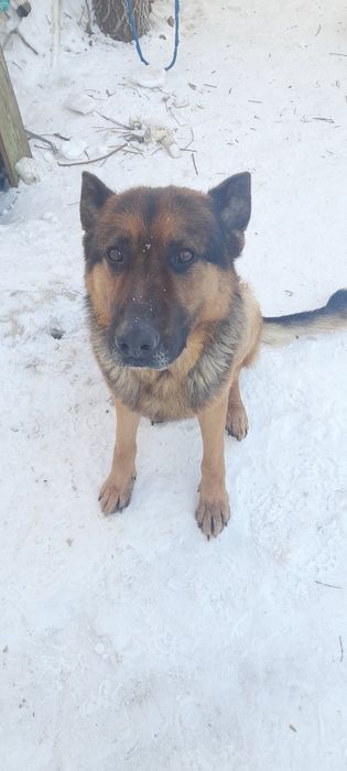 Немецкая овчарка