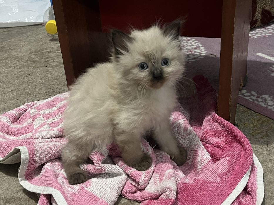 Котята Рэгдолл ШЫМКЕНТ