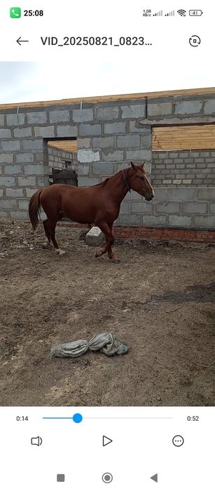 Жеребец от дончака 2х летка (кунан)