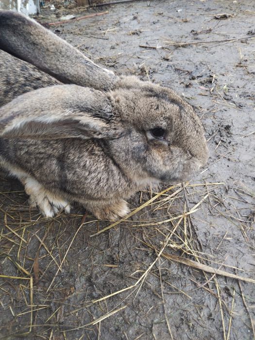 Schimb iepure belgian uriaș
