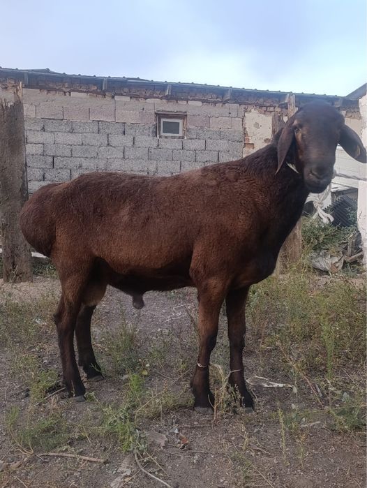 2 бас арашан қошқар сатылады