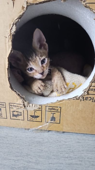 Продам   котенка