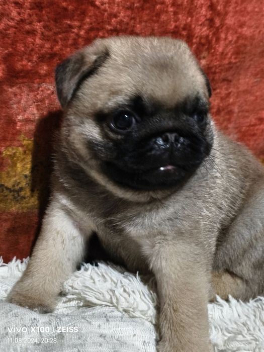 Продам щенков Мопса.