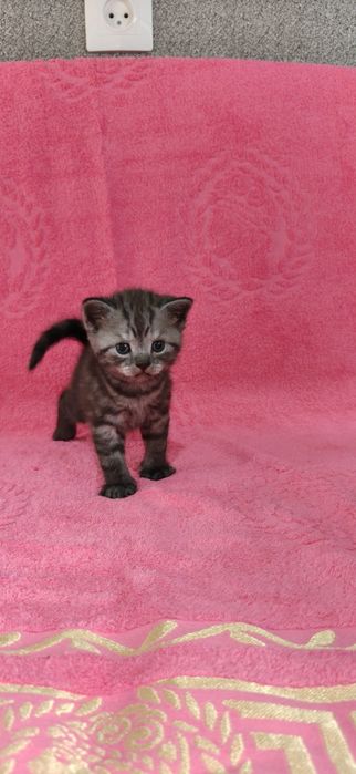 Продам Британских Котят.