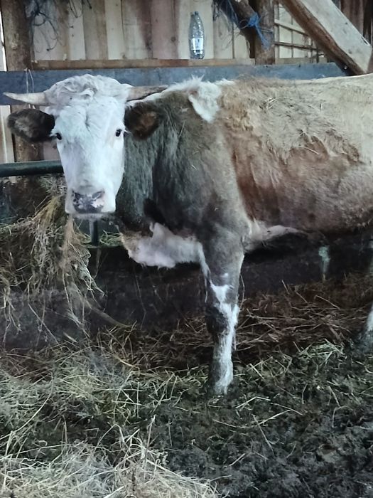 Vând juninca gestanta