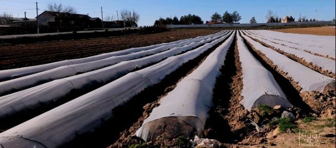 Salafan rulon salafan qop