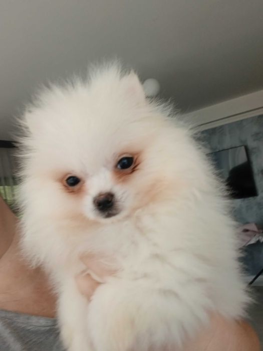 Puiut pomeranian