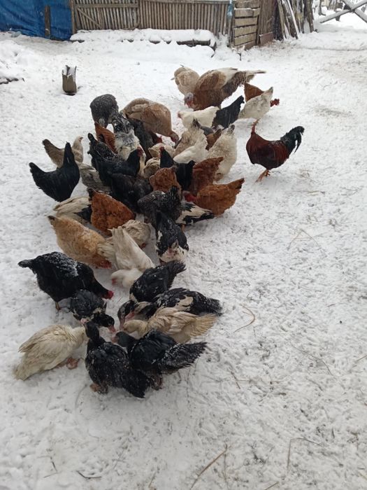 Găini , rațe și curci de vânzare