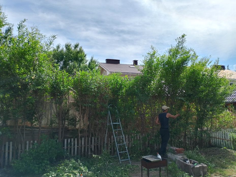 Спил деревьев обслужование территории.