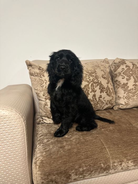 Cocker Spaniel Fetita cu schema de vaccinare completa