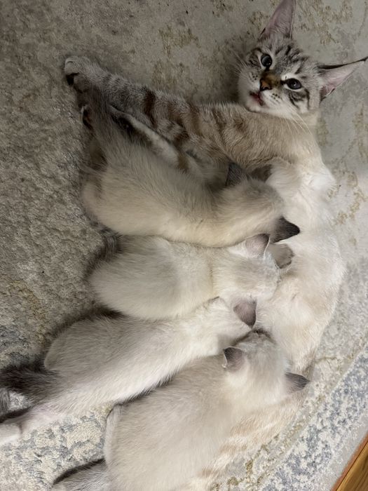 Хорошинькие котята