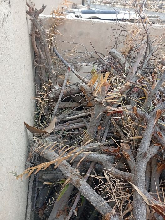 Oʻtin tayyor kundalar