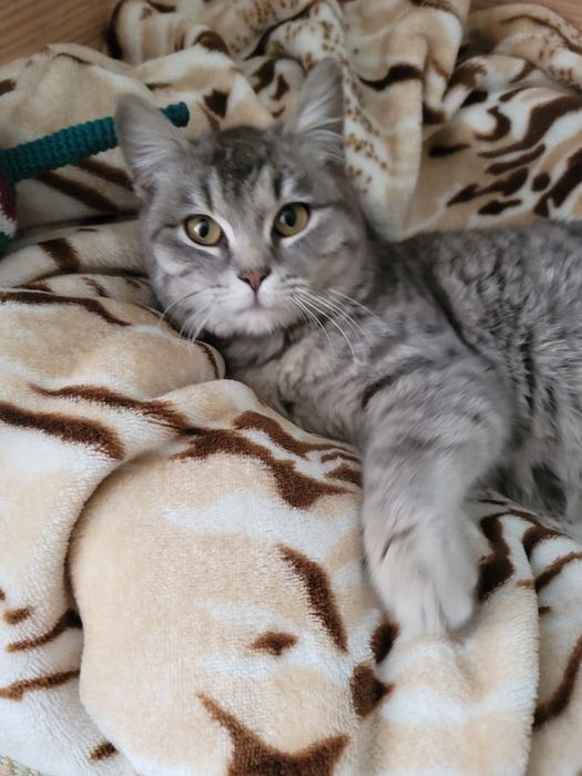 Котенок, кошка (5-6 месяцев)