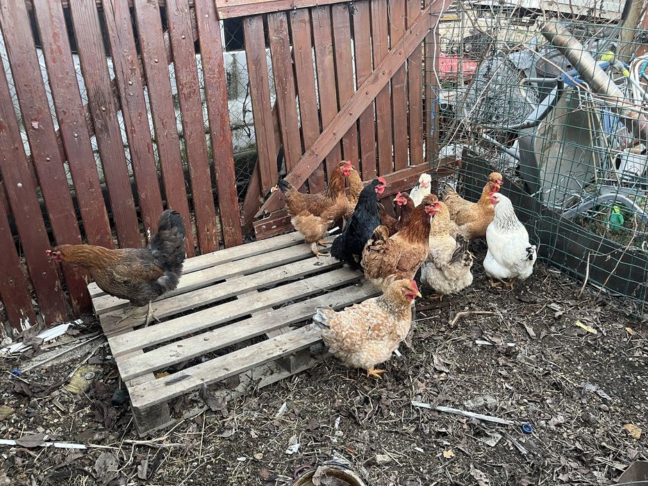 Cocos Brahma 2025 + gaini tinere 2025