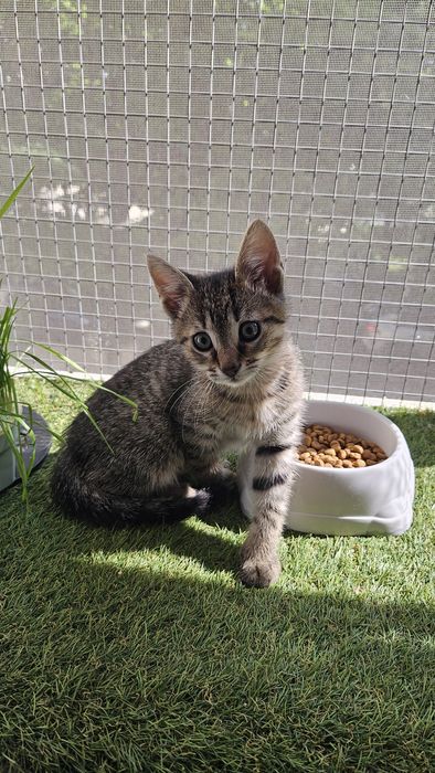 Adoptie pui pisica baietel