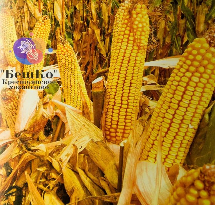 Семена кукурузы.  Жүгері. Жугери