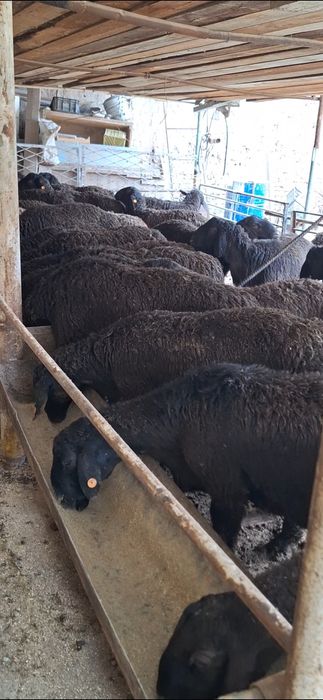 Тоза хисори кучкорлар