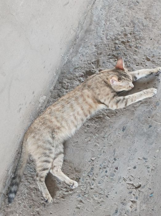 Mehribon yaxshi insonlaga Mushuk hadya qilamiza