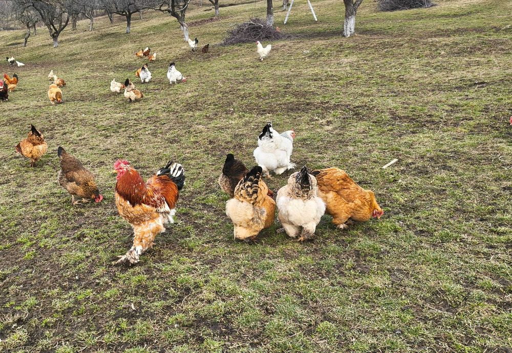 Vând ouă de casă bio pentru consum și incubat