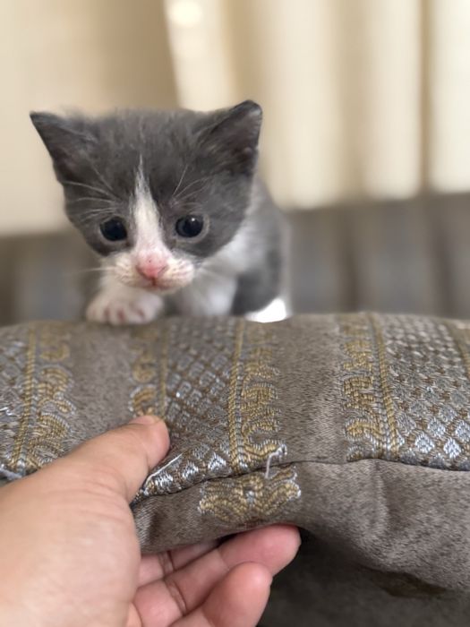 Вислоухие котята