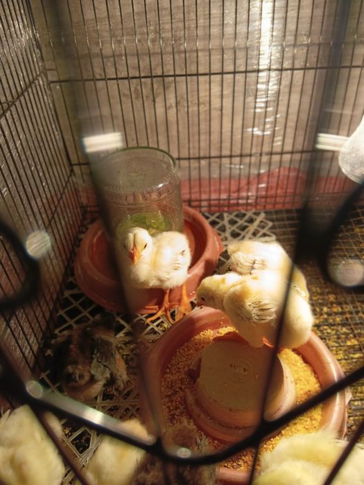 Хурозчалар привазной корея линияси