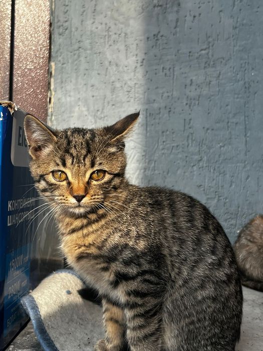 Отдам котёнки бесплатно