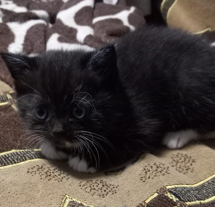 Котята длинношорстная британки