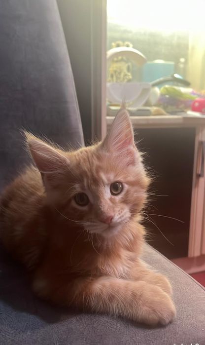 Котята Мэйн-кун шикарные!!!