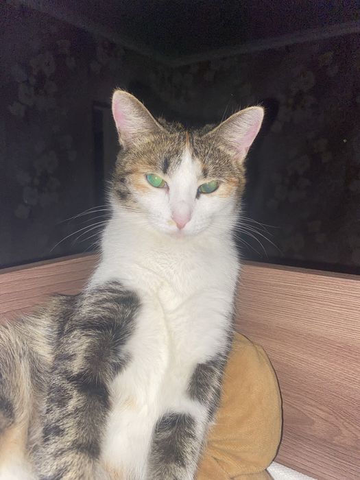 Кошка в добрые руки