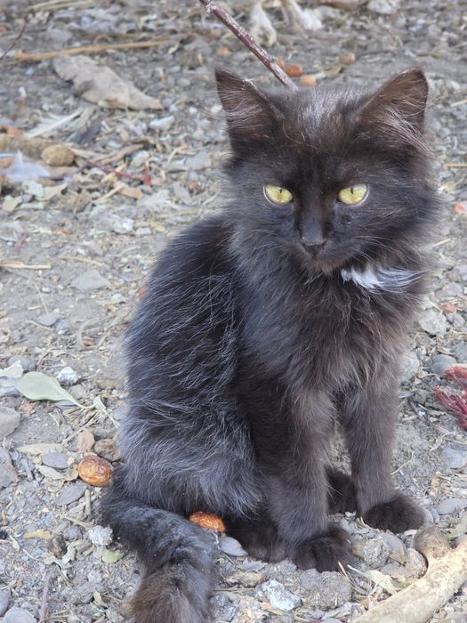 Котёнок  бесплатно