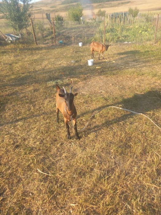 Vând o capră  cu doi iezi fatati 2  04  26  Alpină.