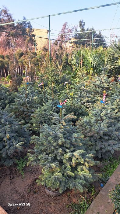 Archa va dekorativni darahtlar sotamiz va ekib beramiz dostafka bor
