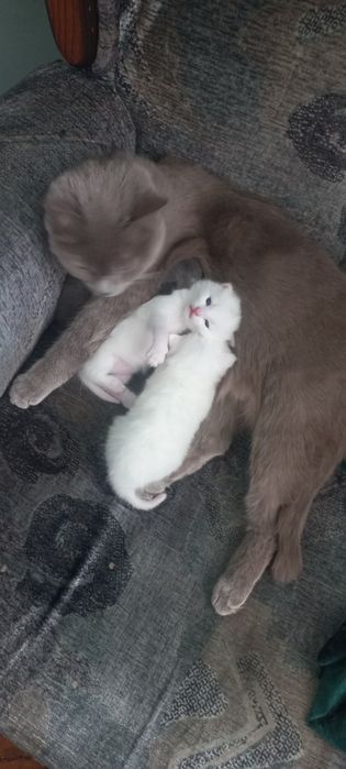 Продаётся котенок девочка