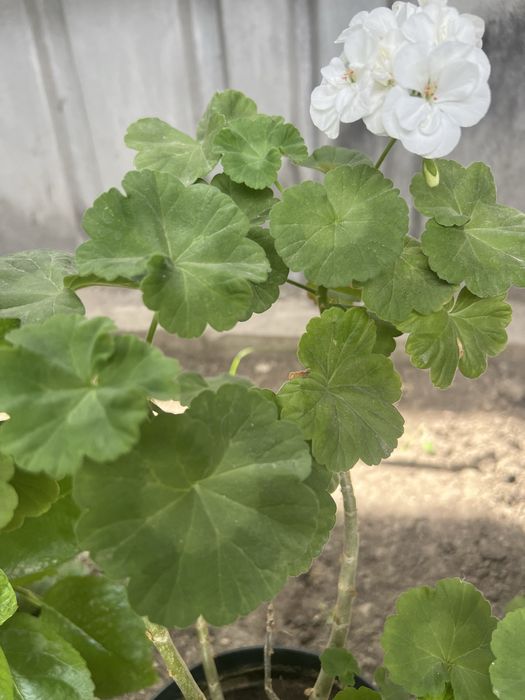 Герань красная